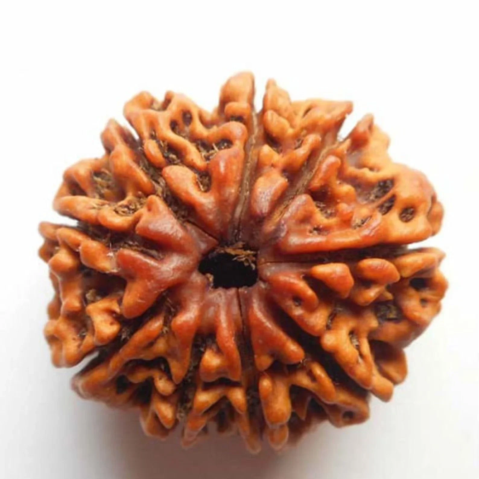 Nine Mukhi Rudraksha (Activated)