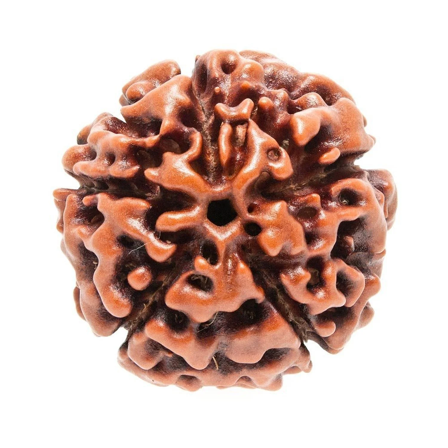 Five Mukhi Rudraksha (Activated)